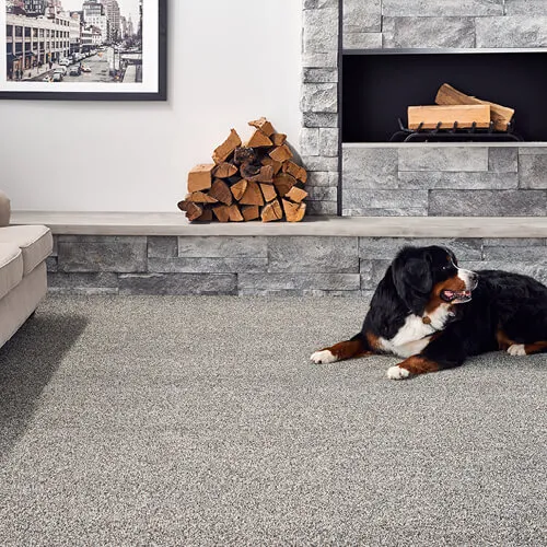 Pet friendly flooring | PDJ Flooring